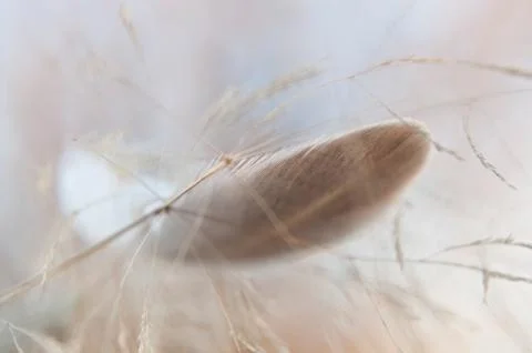 Light feather of a bird Stock Photos