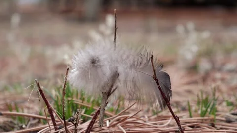Light feather blowing in gentle breeze on forest floor Stock Footage 306190710