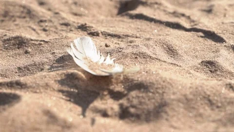 Light feather resting on sand under sunlight Stock Footage 313672551