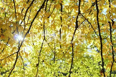 Light filtered by autumn leaves Stock Photos