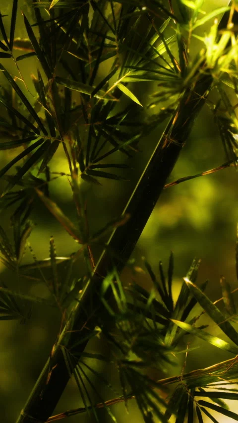 Light filtering through bamboo leaves in a forest during daytime Stock Footage 346758968