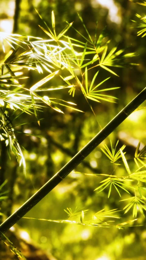 Light filtering through green bamboo leaves in a tranquil forest setting Stock Footage 346758780