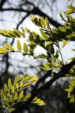Light Filtering Through Leaves Foto stock