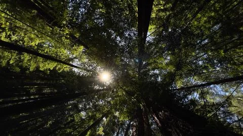 Light filtering through redwoods Stock Photos