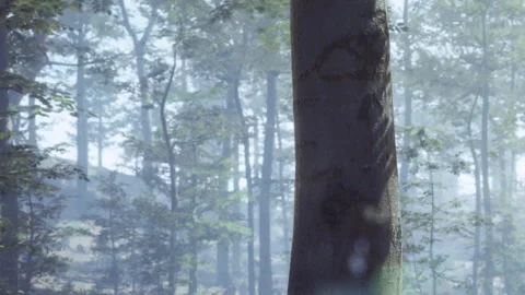 Light filtering through trees creates a soft glow in the forest setting Stock Footage 340619454