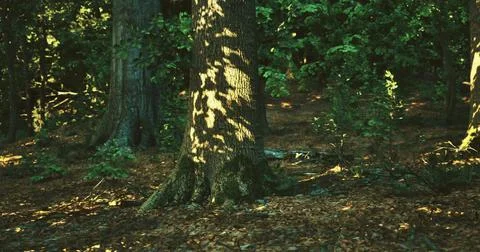Light filtering through trees creates intricate patterns on a forest floor 스톡 일러스트