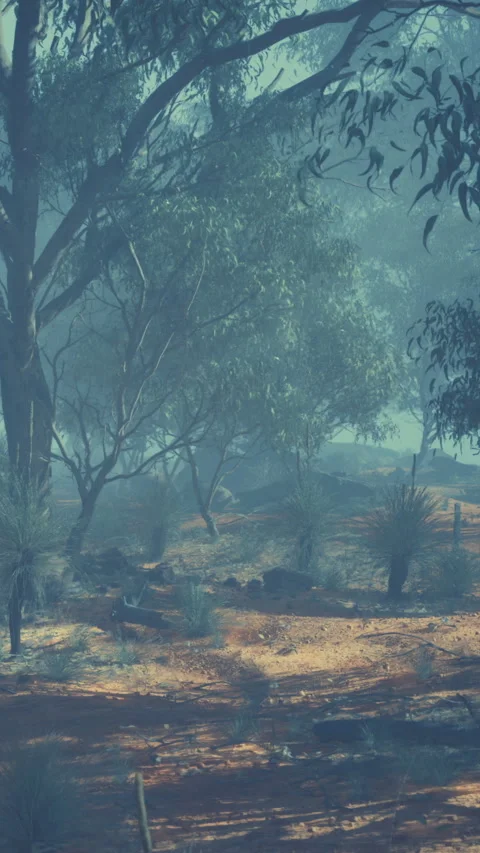 Light filtering through trees in a dense forest during the early morning Stock Footage 340645385