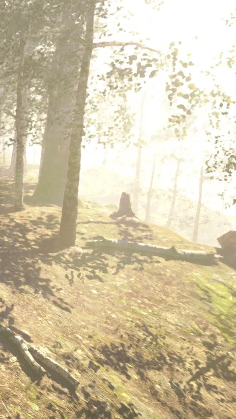 Light filtering through trees in a dense forest during morning hours Stock Footage 341984136