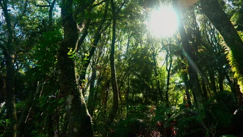 Light Filtering Through Trees Stock Footage 250140403