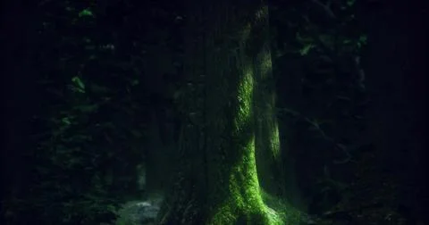 Light filtering through trees highlights mossy trunk in a dense forest Stock Illustration