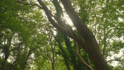 Light filtering through the trees. Point of view Stock Footage 112294824