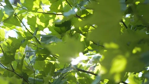 Light filtering through vibrant leaves in a forest in 4k slow motion 60fps Stockbeeldmateriaal 284525313