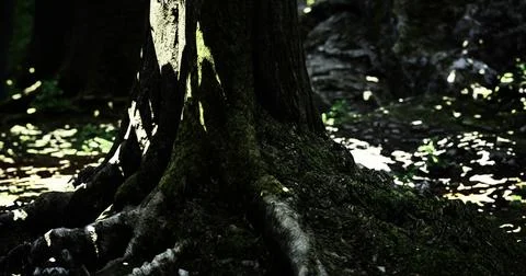 Light filters through the canopy showcasing the roots of an ancient tree Stock Illustration