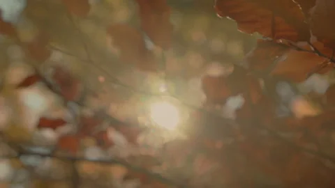 The light filters through the leaves. Point of view Stock Footage 253501819