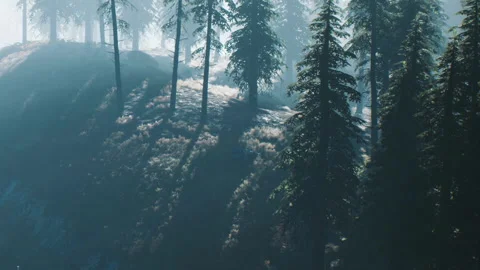 Light filters through pine trees in a forest during early morning Stock-Footage 341800552
