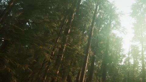 Light filters through tall trees in a forest during the morning Stock Footage 340626530