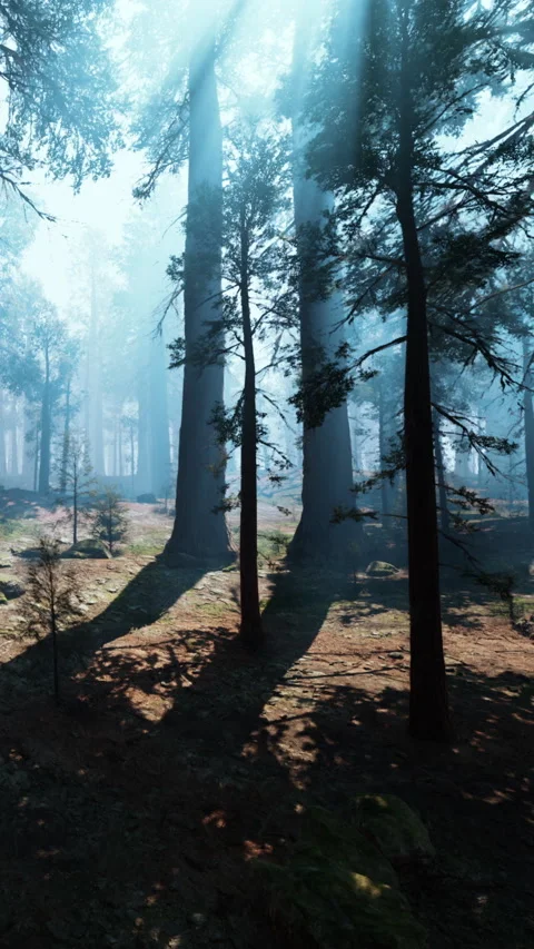 Light filters through tall trees in a dense forest during daytime Stock Footage 340641076