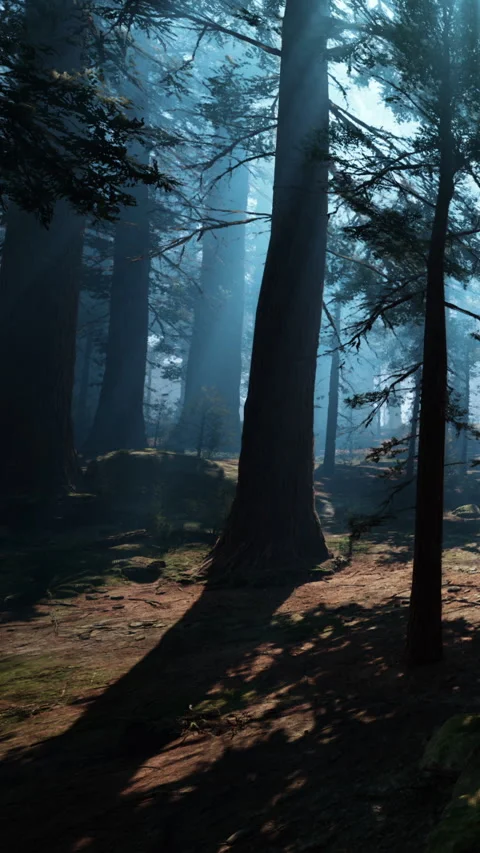 Light filters through tall trees in a dense forest during morning hours Stock Footage 342175231