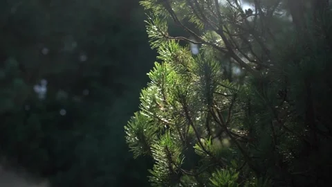 Light filters through tree branches in a serene forest setting Stock Footage 318598336