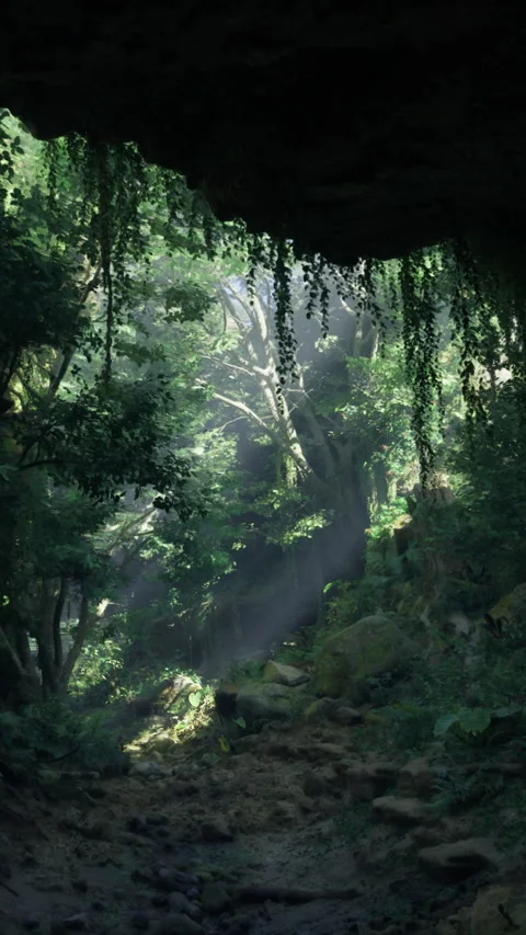 Light filters through tree leaves in a forest cave during daylight hours Stock Footage 330268482