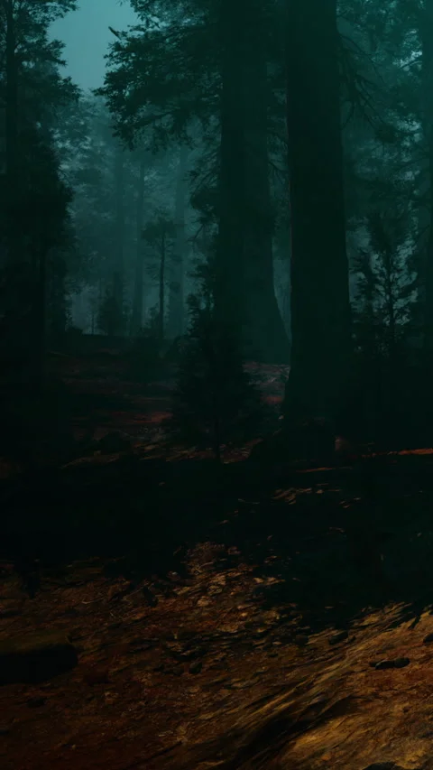 Light filters through trees in a dense forest during early morning Stock Footage 340648157