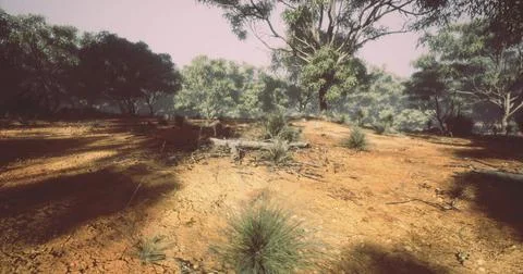 Light filters through trees in an expansive natural landscape Stock Illustration