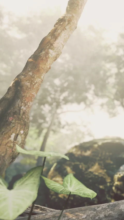 Light filters through trees in a forest during early morning hours Stock Footage 331684200