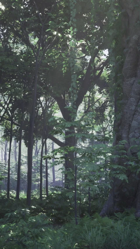 Light filters through trees in a forest during early morning hours Stock Footage 332205252