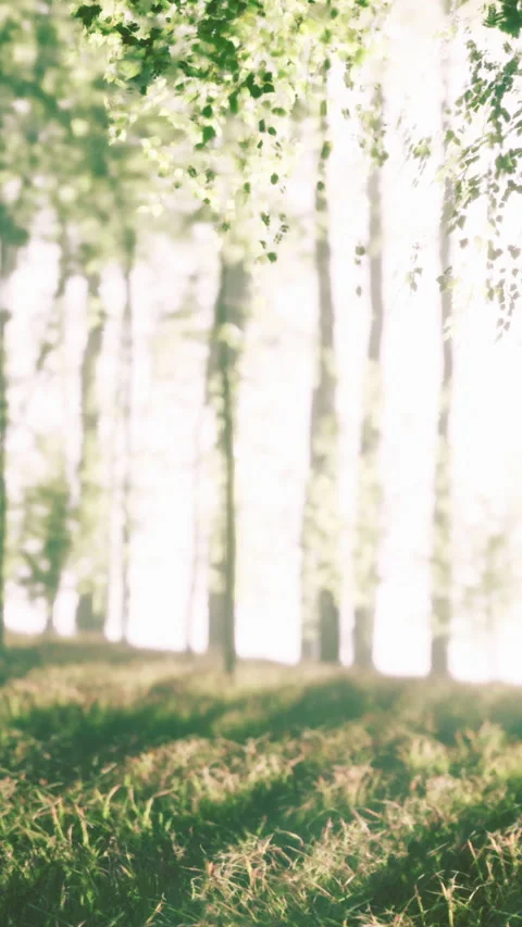 Light filters through trees in a forest during morning hours in spring Stock Footage 337976096