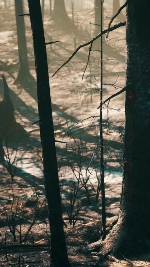 Light filters through trees in a forest during early morning hours in fall Stock Footage 338004179
