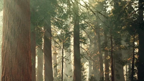 Light filters through trees in a forest during the morning hours in autumn Stock Footage 340608099