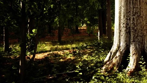 Light filters through trees in a forest with a large tree trunk Stock Footage 342054230