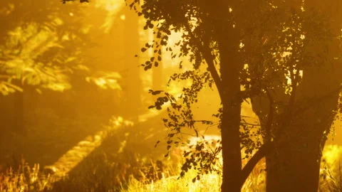 Light filters through trees in a forest during early morning hours Stock Footage 342054436