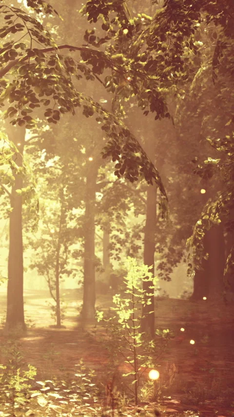 Light filters through trees in a forest during early morning hours Stock Footage 342179853