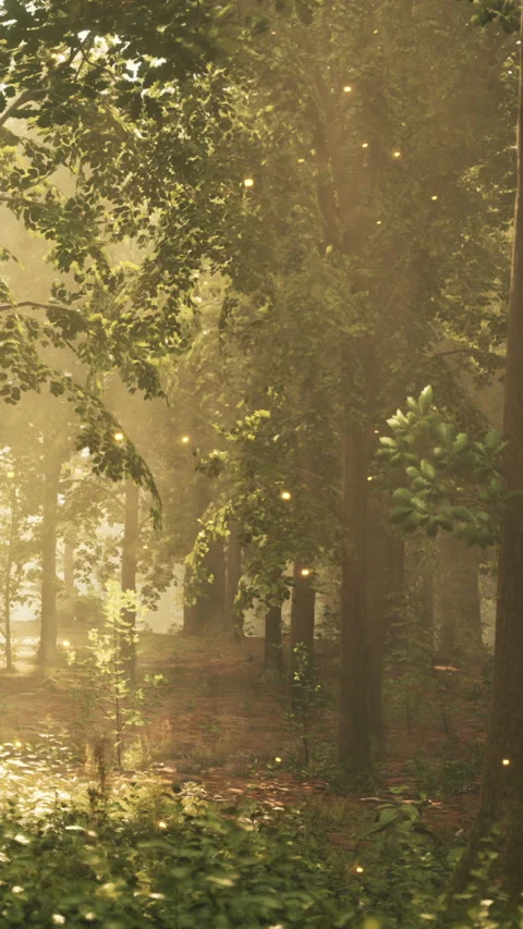 Light filters through trees in a forest during the early morning hours Stock Footage 342192190