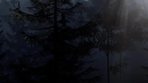 Light filters through trees in a misty forest at dawn Stock Footage 341792003