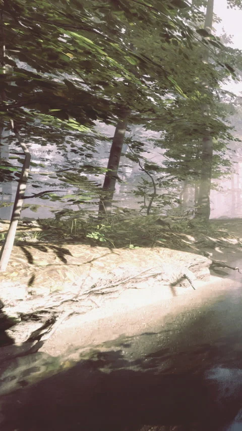 Light filters through trees near a path in a forest during morning hours Stock Footage 336991051