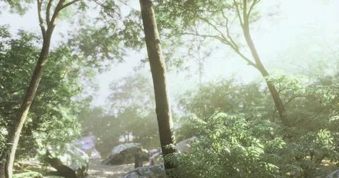 Light filters through trees in a peaceful forest setting during daytime Stock Illustration