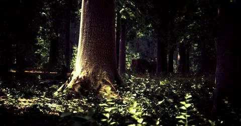 Light filters through the trees in a serene forest setting during daytime Stock Illustration