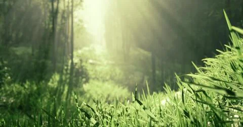 Light filters through trees in a serene forest landscape during daytime Stock Illustration