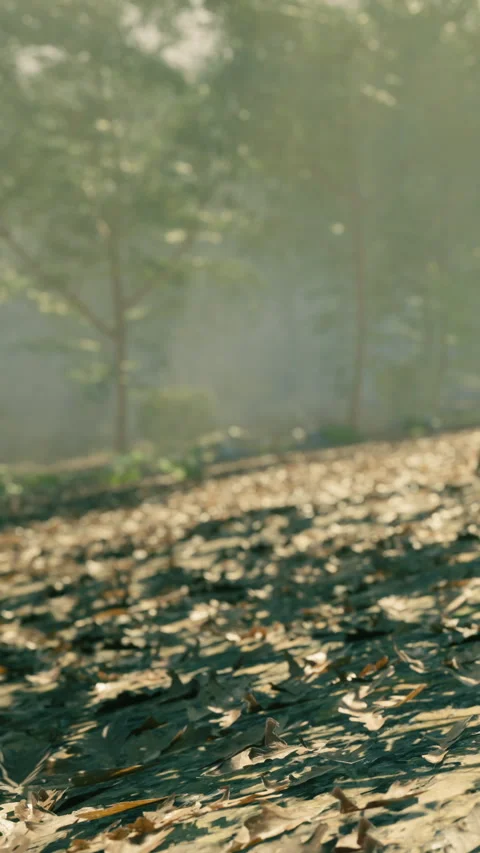 Light filters through trees in a wooded area with brown leaves on the ground Stock Footage 339782260