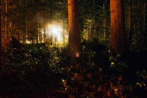 The light from the fire in the night forest Stock Photos