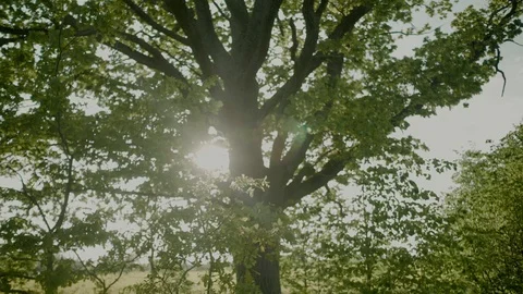 Light flare comes trough the leafs of the tree on summer day. 스톡 동영상 128872689