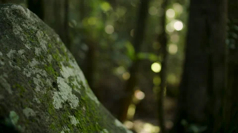 Light flare in Rainforest, Rock covered in Moss, Australia, QLD, Springbrook Stock Footage 236541244