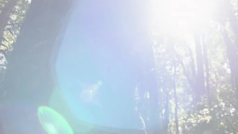 Light flare through ancient tree with aerial roots, Australia, Springbrook Stock Footage 236533767