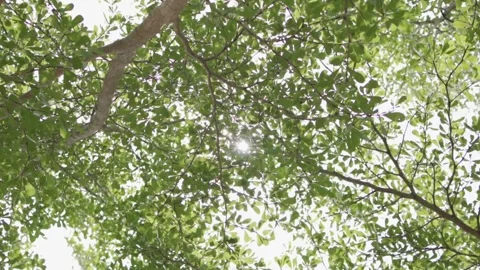 Light Flare from the trees HLG Slow Motion Stock Footage 246851241