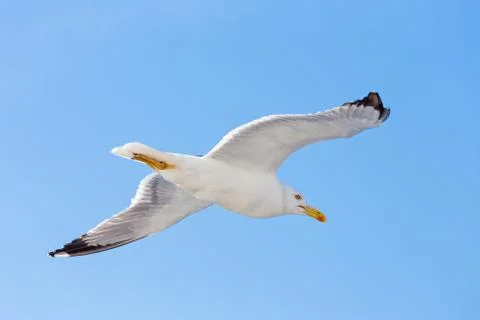 Light flight of a seagull Stock Photos