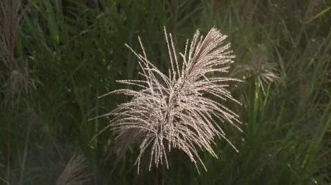 Light flooded reed with grass in the background Video stock 555641