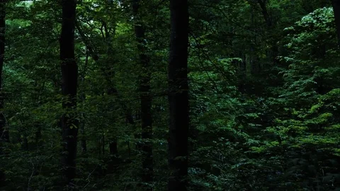 Light Floods Down Through Dark Forest Canopy Stock Footage 75452642
