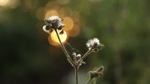 From light to flower Stock Footage 112247596